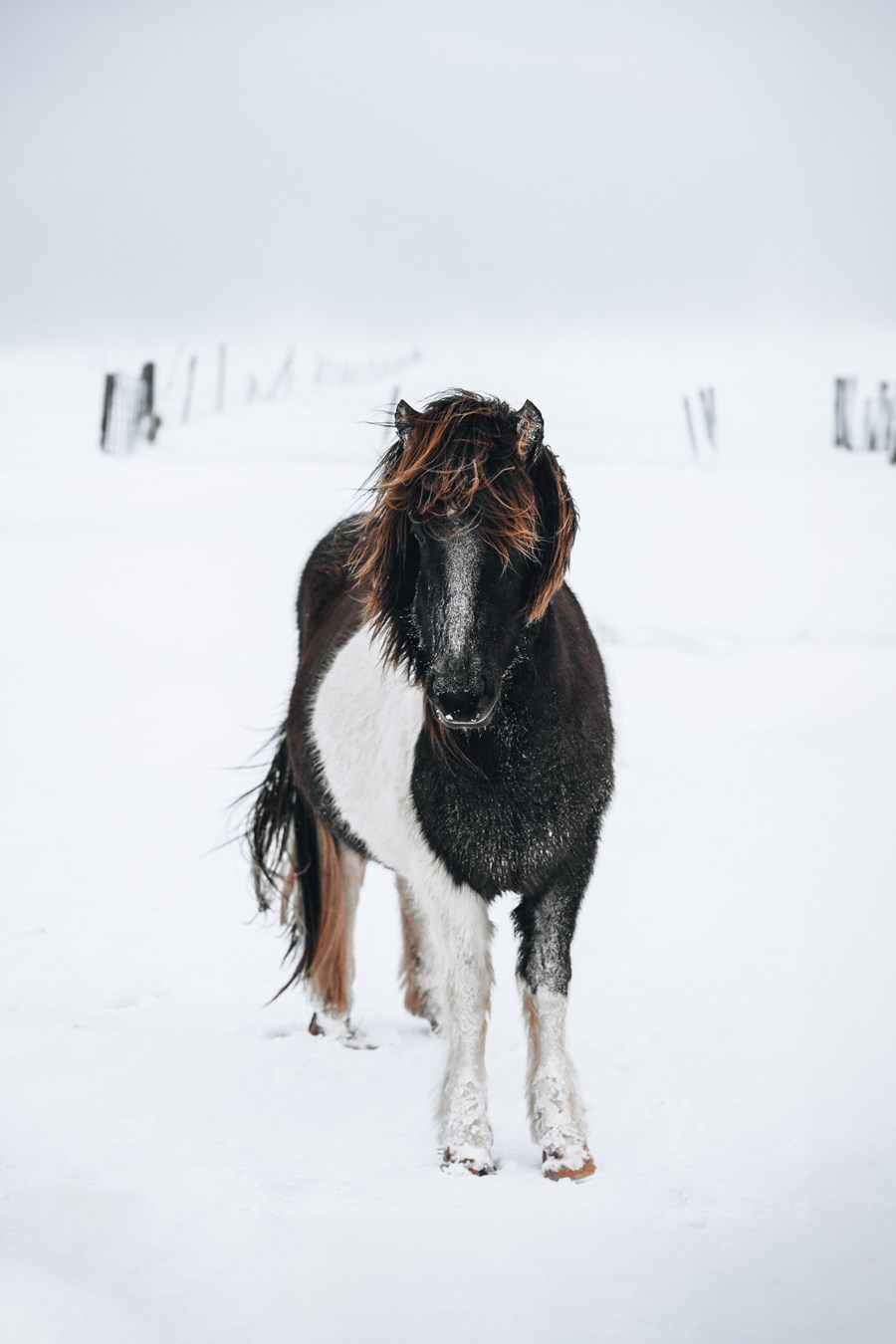 Resilience / Þrautseigja