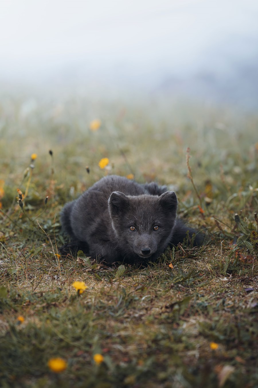 On guard / Á verði