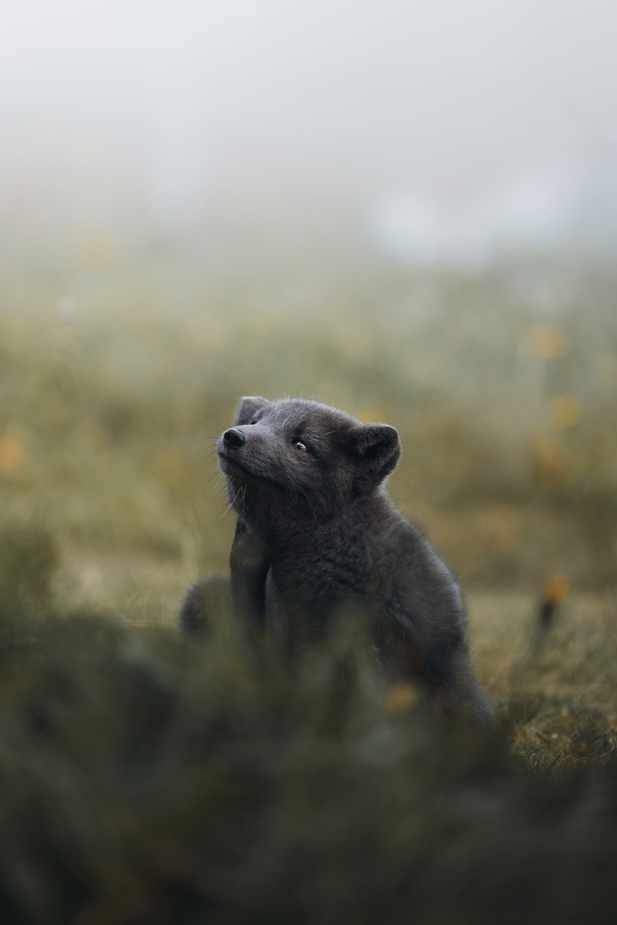 Arctic fox / Melrakki